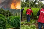 NDLEA destroys 51 hectares of cannabis farms, arrests 281 drug suspects in Ekiti