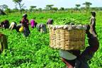 FG secures fertiliser supply for 2026 wet season