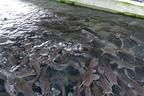 Dutse residents embrace catfish farming for livelihoods