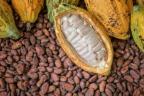 FG dismisses reports of raw cocoa export ban