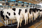 Kano partners FG on livestock devt, diary production