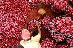 Onion dispute: Nigerian traders halt exports to Ghana, seek ECOWAS intervention