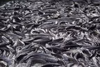 LASCAFAN trains students to boost youth participation in fish farming