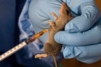 AI forecasting tool can avert 70% of severe lassa fever cases — Study