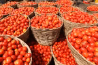 Nasarawa govt. shuts down tomato market over poor sanitation