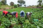 FG empowers 50,000 farmers in Gombe, Jigawa to boost food security