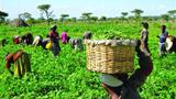 Farmer faces trial over alleged theft from Ondo Govt.
