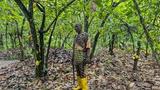Osun farmer’s cocoa worth N1.1m stolen, 23-year-old suspect docked