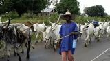 Suspected rustlers kill herder, flee with cattle in Borno
