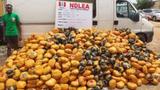 NDLEA recovers 563kg skunk, others in Bayelsa warehouse, arrests 4
