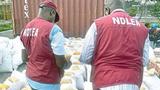 NDLEA expresses concern over high cannabis, ‘loud’ abuse in Oyo