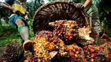 Man sentenced to four months community service for stealing palm oil