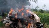NDLEA seizes, destroys over 18,000kg of cannabis in Edo, arrests four suspects