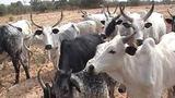 Police arraign man, 50, over alleged unlawful cattle grazing