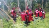 NDLEA destroys cannabis farms, arrests 7 in Edo forest raids