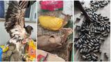 Customs intercept psychoactive drugs in Maiduguri