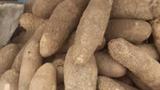 Yam prices rise across Lagos markets as traders, consumers lament