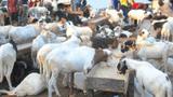 Eid-el-Kabir: Rising cost of Rams raises concern