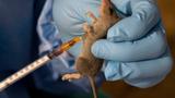 Expert seeks increased investment to curb Lassa fever spread