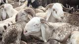 Miyetti Allah seeks FG loans for butchers to curb beef prices