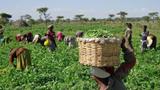 IFAD-VCDP launches vegetable farming in Enugu secondary schools