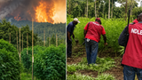 NDLEA destroys 51 hectares of cannabis farms, arrests 281 drug suspects in Ekiti