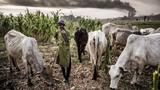 Kebbi farmers-herders clash: Police arrest 4 suspects, CP flays jungle justice