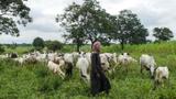 Farmers-herders clash: Kebbi Police confirm 8 deaths, rescue 5