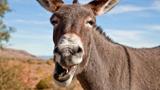 NESREA uncovered donkey abattoirs in Adamawa
