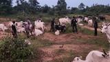 Kogi gov’t recovers 1,000 rustled livestock from bandit gang