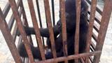 Customs rescues baby gorilla, arrests suspected wildlife trafficker in Kano