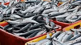 Fish importation bill drops to ₦167.9bn in Q2 2026 — Report