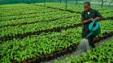 Kwara Gov’t distributes 10,000 improved cocoa seedlings to farmers across councils