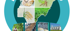 Community lauds IFAD-VCDP for transforming life of Enugu rural farmers