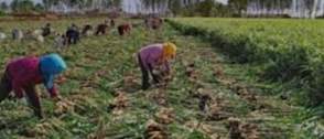 Ginger farmers decry lack of seedlings, insecurity, seek urgent intervention