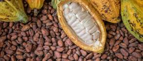 Price crash: Cocoa farmers lament financial despair