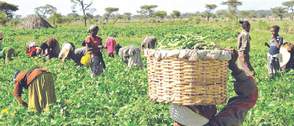 Food Security: Adamawa Govt. expends N2bn on farm inputs