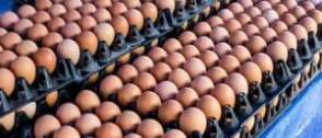 Egg remains cheapest protein source – PAN