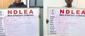 NDLEA uncovers drug syndicate concealing tramadol in frozen snails, bulbs, clothes