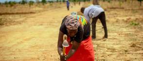 Adamawa Govt. begins N2bn agricultural support programme for smallholder farmers