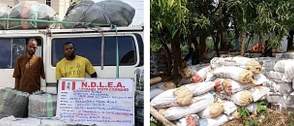 7.6m tramadol pills, 76,273kg colorado, skunk seized in Delta, Imo, Adamawa raids