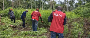 NDLEA destroys 8 hectares farm, seizes 170kg cannabis in C’River