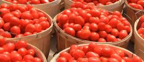 Why tomato prices are set to soar from May – TOPAN