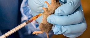 44 year old woman dead, as Lassa fever surfaces in Oyo