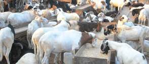 Eid-el-Kabir: Rising cost of Rams raises concern
