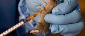 Expert seeks increased investment to curb Lassa fever spread