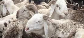Miyetti Allah seeks FG loans for butchers to curb beef prices
