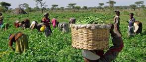 IFAD-VCDP launches vegetable farming in Enugu secondary schools