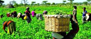 FGN/IFAD distribute farm inputs to 476 Taraba farmers