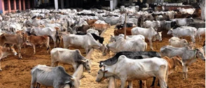 Kwara SAPZ trains 68 Pastoralists on artificial insemination, improved cattle breeding